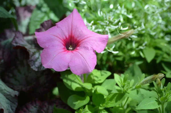 Petunia Fiori Giardino — Foto Stock