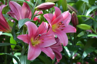 bahçede büyüyen lily çiçek