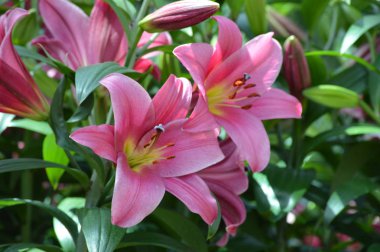 bahçede büyüyen lily çiçek