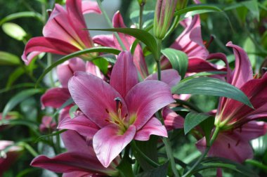 bahçede büyüyen lily çiçek