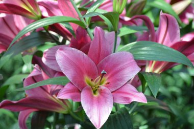 bahçede büyüyen lily çiçek