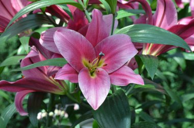 bahçede büyüyen lily çiçek