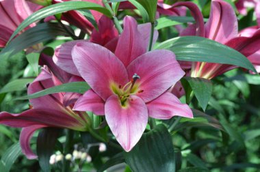 bahçede büyüyen lily çiçek