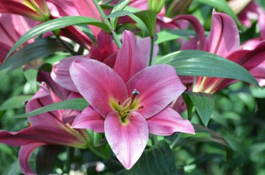 bahçede büyüyen lily çiçek