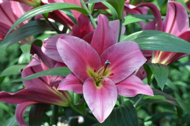 bahçede büyüyen lily çiçek