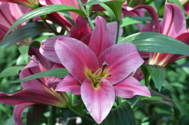 bahçede büyüyen lily çiçek