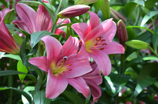 Lily Květina Roste Zahradě — Stock fotografie