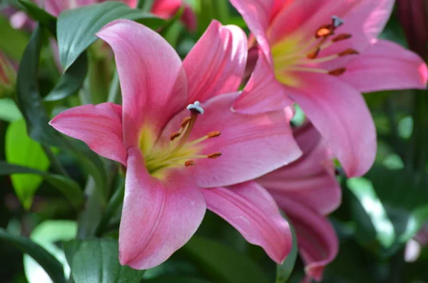 Lilienblüte Wächst Garten — Stockfoto