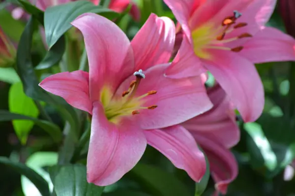 Lily Květina Roste Zahradě — Stock fotografie