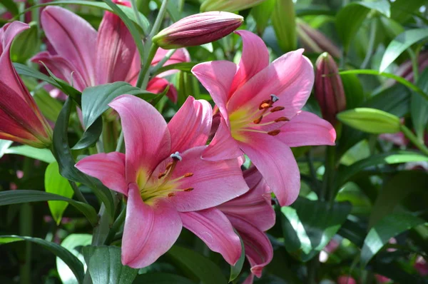 Lily Flower Growing Garden — Stock Photo, Image