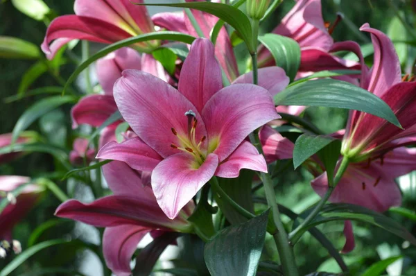 bahçede büyüyen lily çiçek