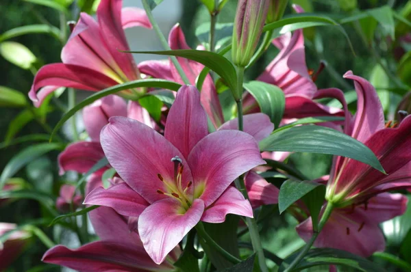 Lily Flower Growing Garden — Stock Photo, Image