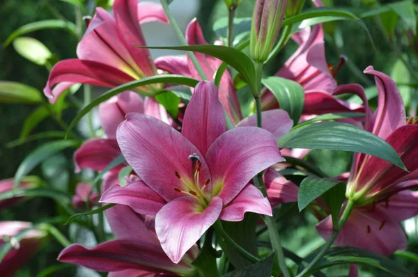 bahçede büyüyen lily çiçek