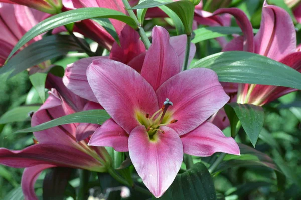 bahçede büyüyen lily çiçek