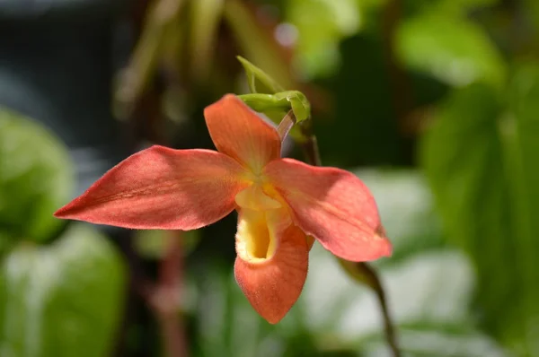 Orchidea Che Cresce Nel Giardino — Foto Stock