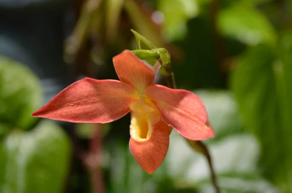 Orchidea Che Cresce Nel Giardino — Foto Stock