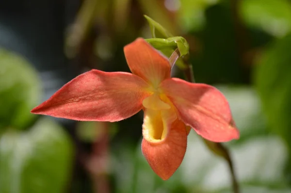 Orchidea Che Cresce Nel Giardino — Foto Stock