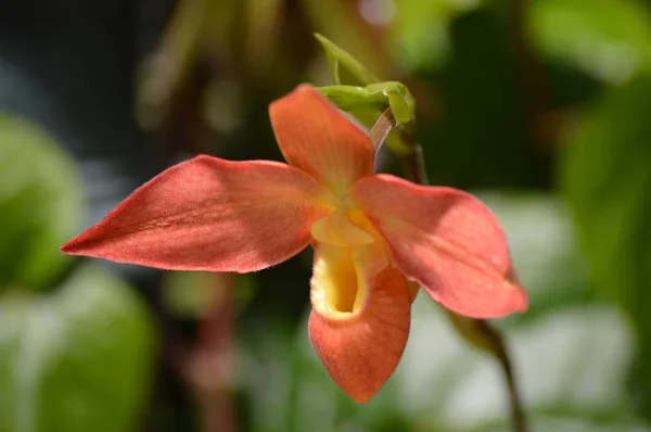 Orchidea Che Cresce Nel Giardino — Foto Stock