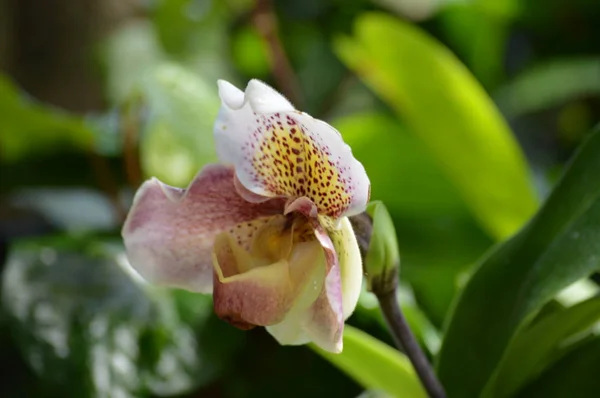 Orquídea Creciendo Jardín —  Fotos de Stock