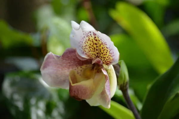 Orkidé Som Växer Trädgården — Stockfoto