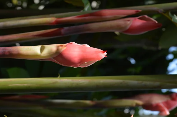 Ingwer Mit Roter Fackel Wächst Garten — Stockfoto