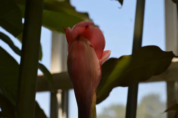 Ruiva Tocha Vermelha Que Cresce Jardim — Fotografia de Stock