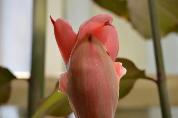 Torche Rouge Gingembre Poussant Dans Jardin — Photo