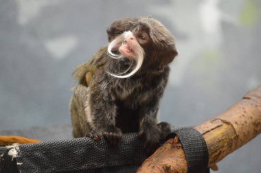 Emperor Tamarin yakın çekim
