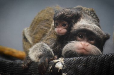 Emperor Tamarin yakın çekim