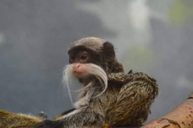 Emperor Tamarin yakın çekim