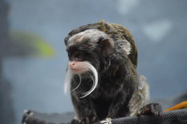 Emperor Tamarin yakın çekim