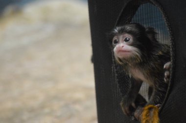 Emperor Tamarin yakın çekim