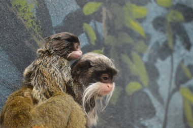 Emperor Tamarin yakın çekim