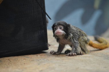 Emperor Tamarin yakın çekim
