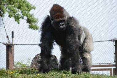 Yaz aylarında açık havada batı ova goril