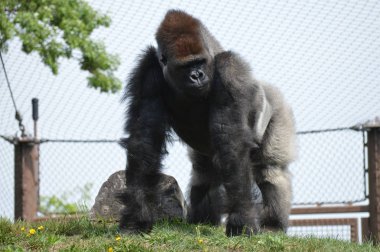 Yaz aylarında açık havada batı ova goril