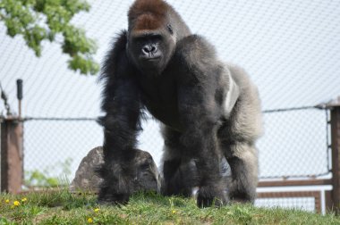 Yaz aylarında açık havada batı ova goril