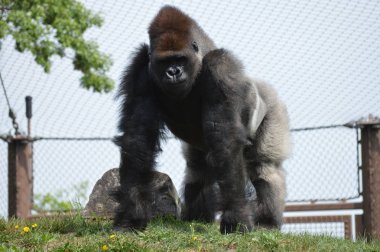 Yaz aylarında açık havada batı ova goril