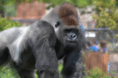 Yaz aylarında açık havada batı ova goril