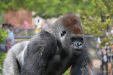 Yaz aylarında açık havada batı ova goril