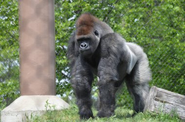 Yaz aylarında açık havada batı ova goril
