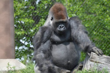 Yaz aylarında açık havada batı ova goril