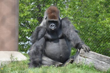 Yaz aylarında açık havada batı ova goril