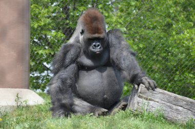 Yaz aylarında açık havada batı ova goril