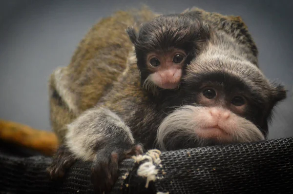 Emperor Tamarin yakın çekim