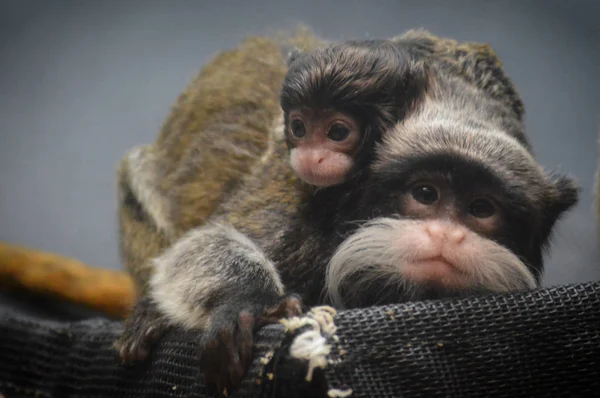 Primer Plano Emperador Tamarin — Foto de Stock