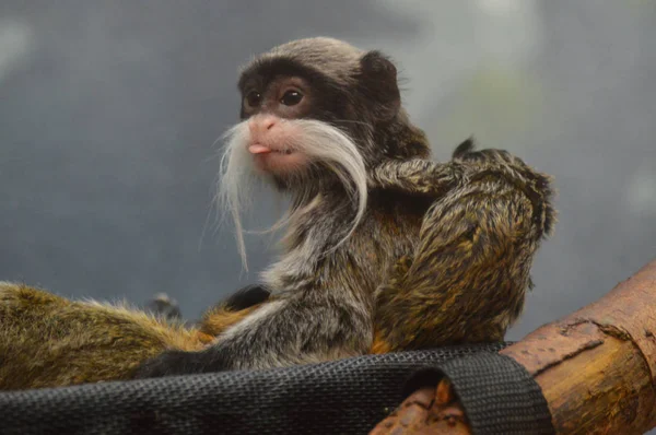 Emperor Tamarin yakın çekim