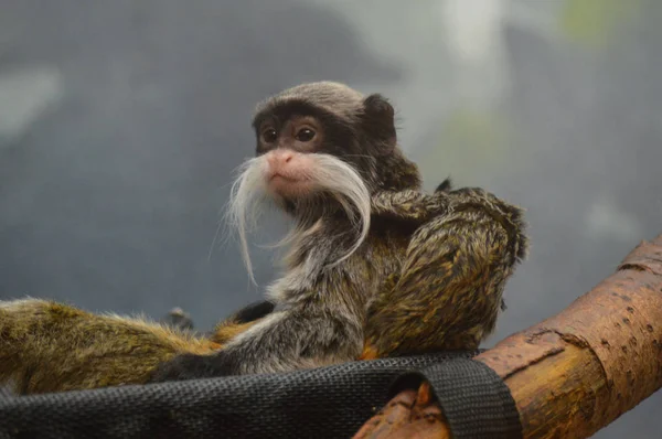 Emperor Tamarin yakın çekim