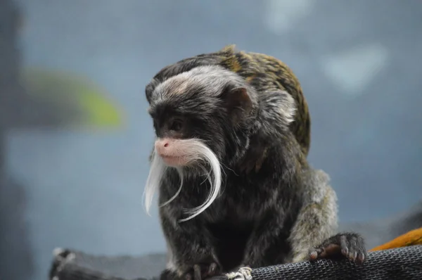 Primer Plano Emperador Tamarin — Foto de Stock