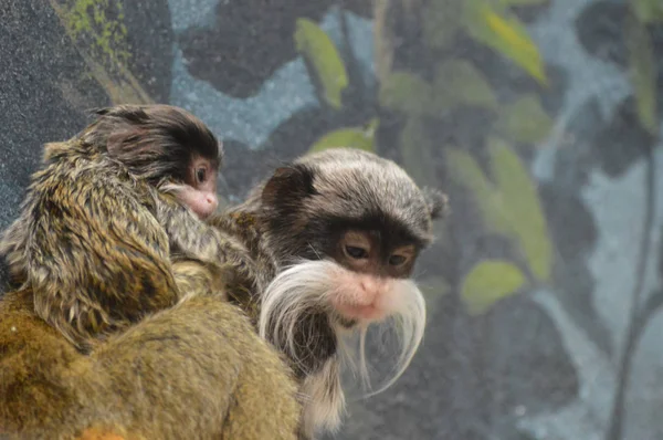 Emperor Tamarin yakın çekim